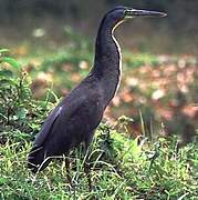 Bare-throated Tiger Heron