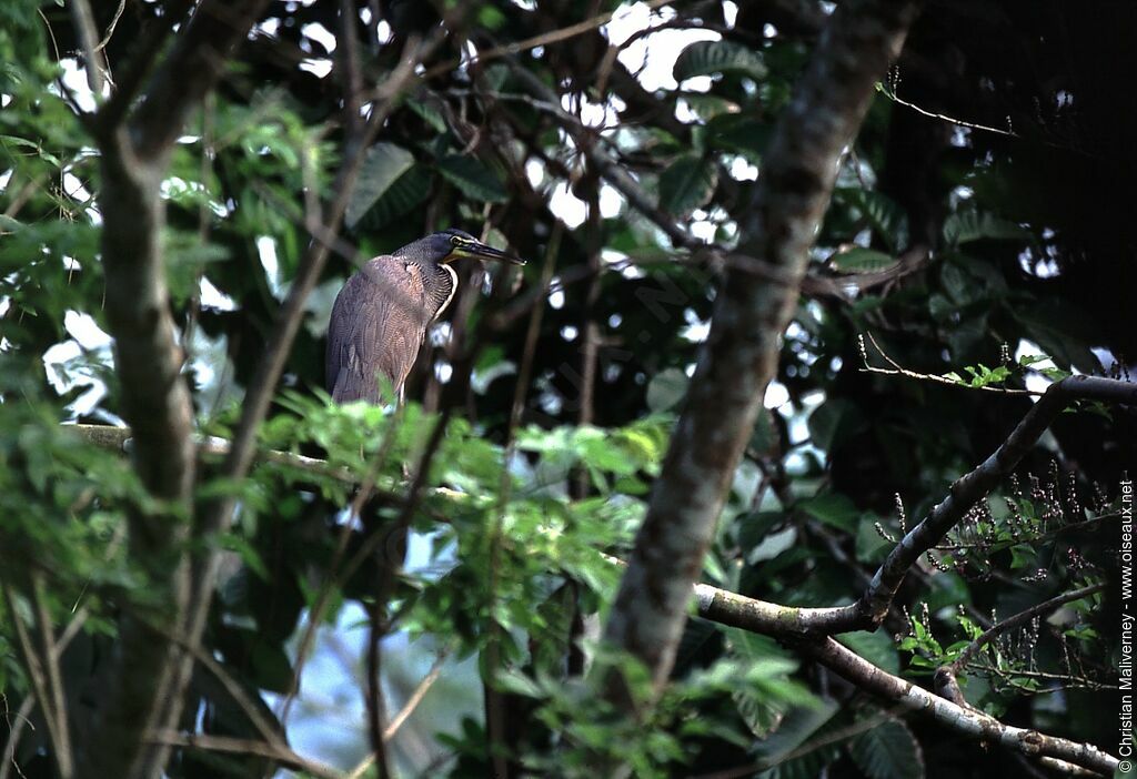 Bare-throated Tiger Heronadult