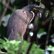 Bare-throated Tiger Heron