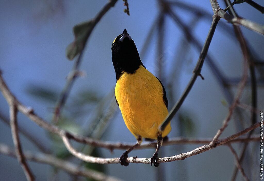 Scrub Euphonia male adult