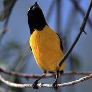 Scrub Euphonia