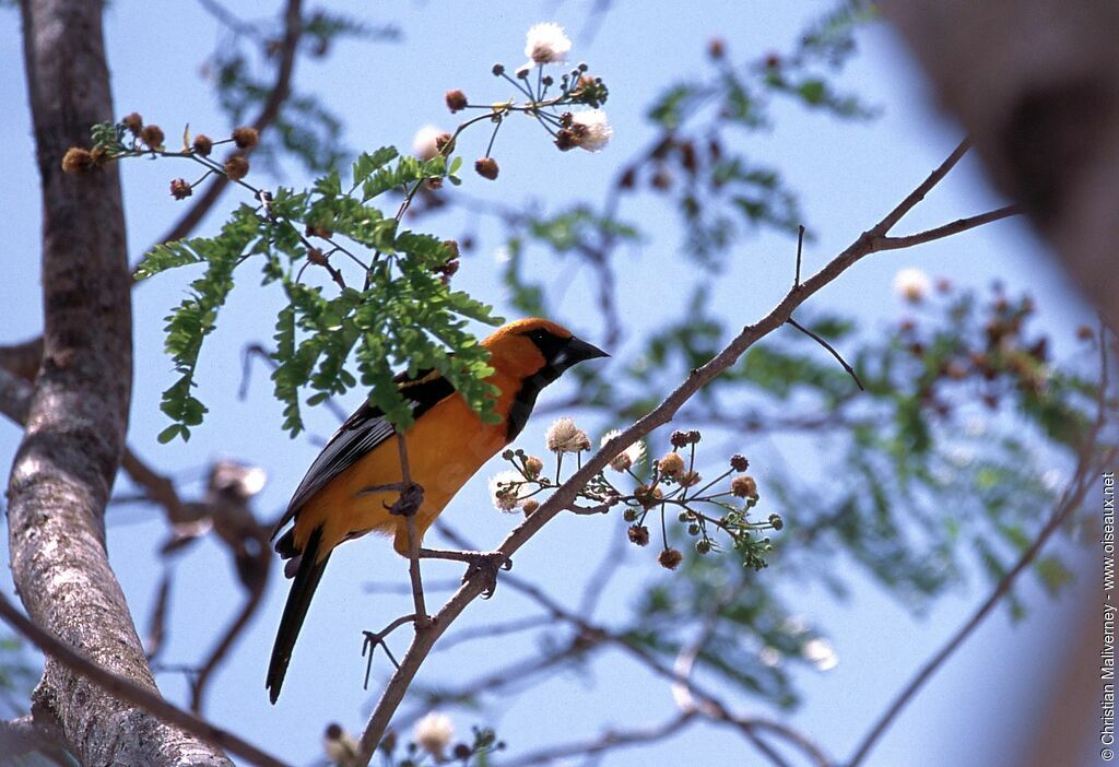 Oriole orangeadulte