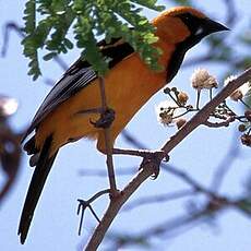 Oriole orange