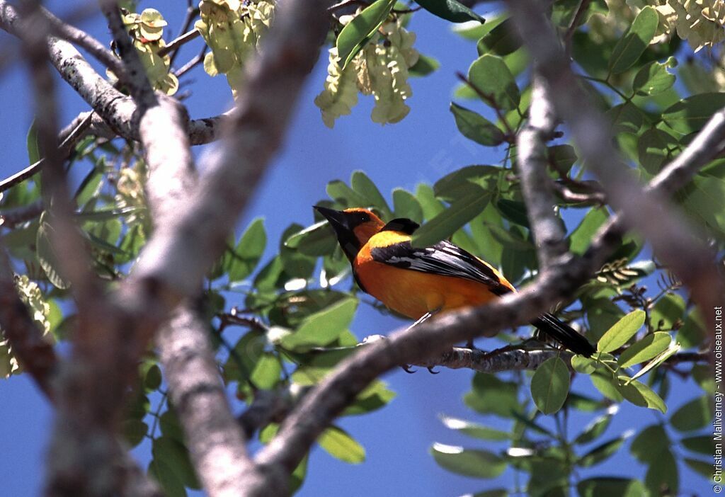 Oriole orangeadulte