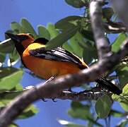 Orange Oriole