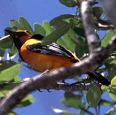 Oriole orange