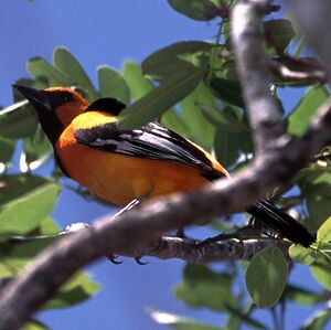 Oriole orange