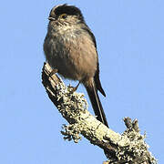 Long-tailed Tit