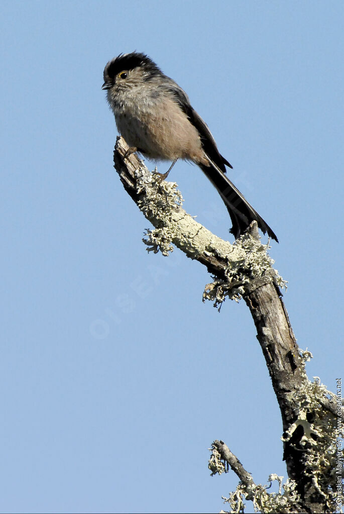 Long-tailed Titadult