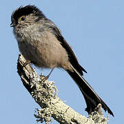 Long-tailed Tit