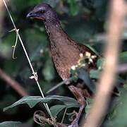 Plain Chachalaca