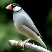 Java Sparrow