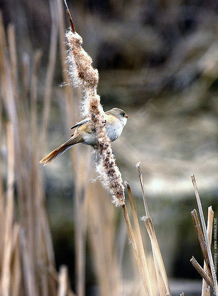 Bearded Reedling female adult