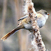 Bearded Reedling