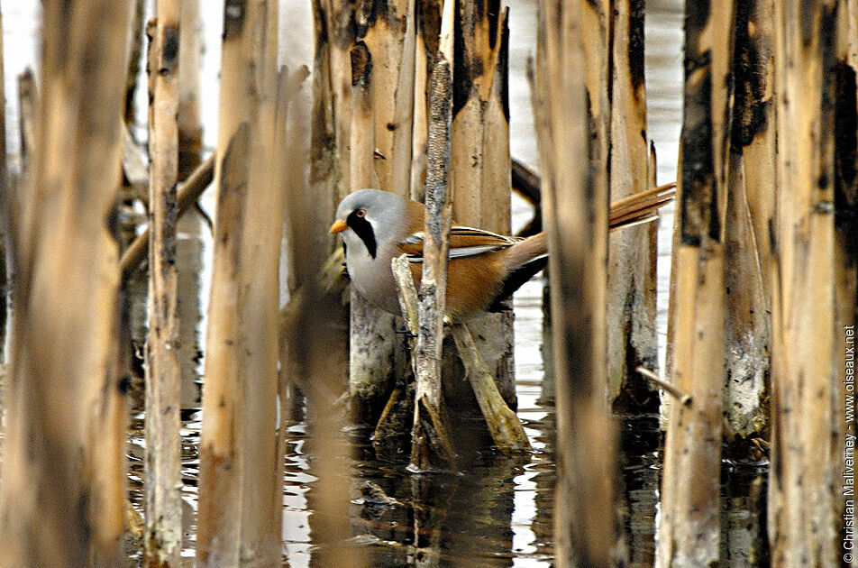 Bearded Reedling male adult