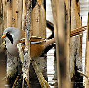 Bearded Reedling