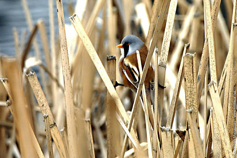 Bearded Reedling male adult