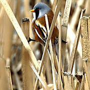 Bearded Reedling