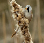 Bearded Reedling