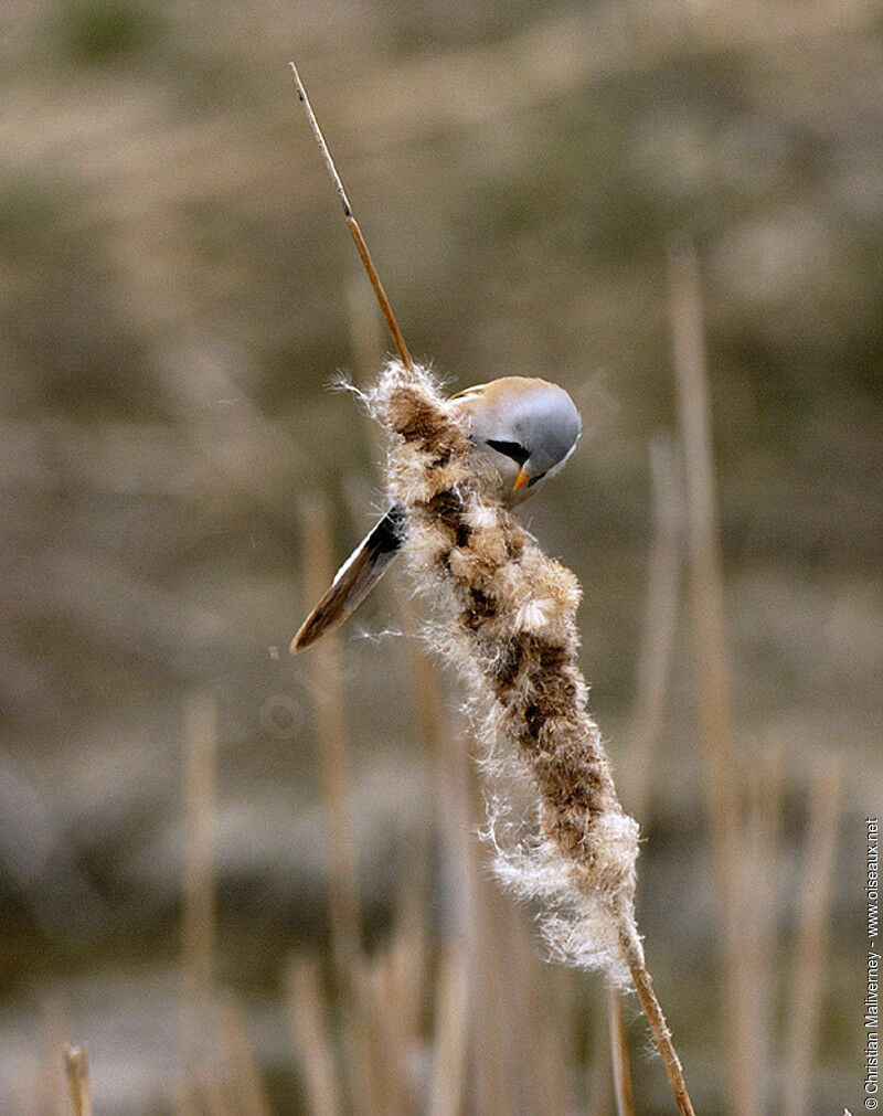 Panure à moustaches mâle adulte