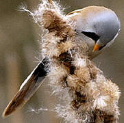 Bearded Reedling