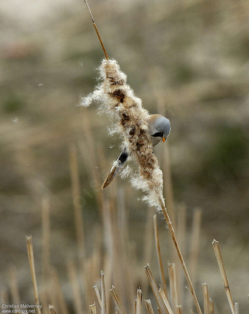 Panure à moustaches mâle adulte, régime, mange