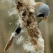 Bearded Reedling