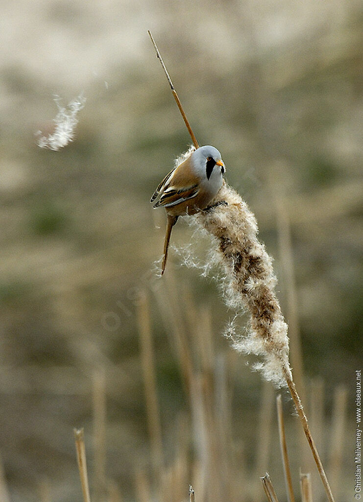 Bearded Reedling male adult