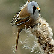 Bearded Reedling