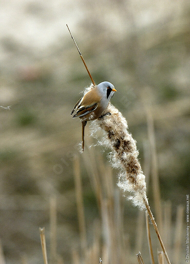 Bearded Reedling male adult