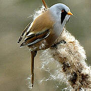 Bearded Reedling