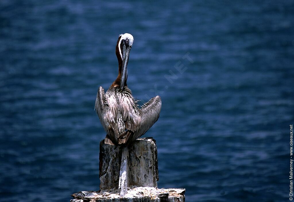 Brown Pelicanadult post breeding