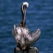 Brown Pelican