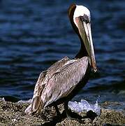 Brown Pelican