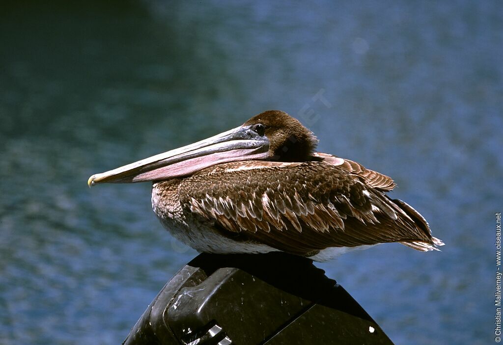 Pélican brunimmature