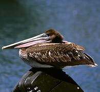 Brown Pelican