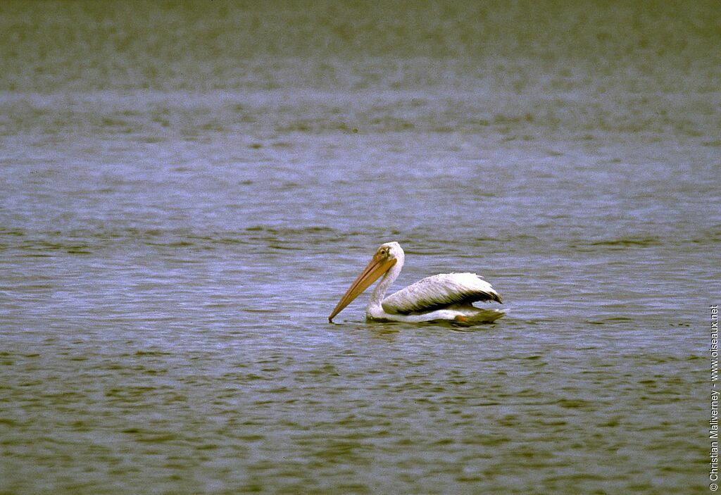 American White Pelicanadult