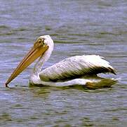 American White Pelican