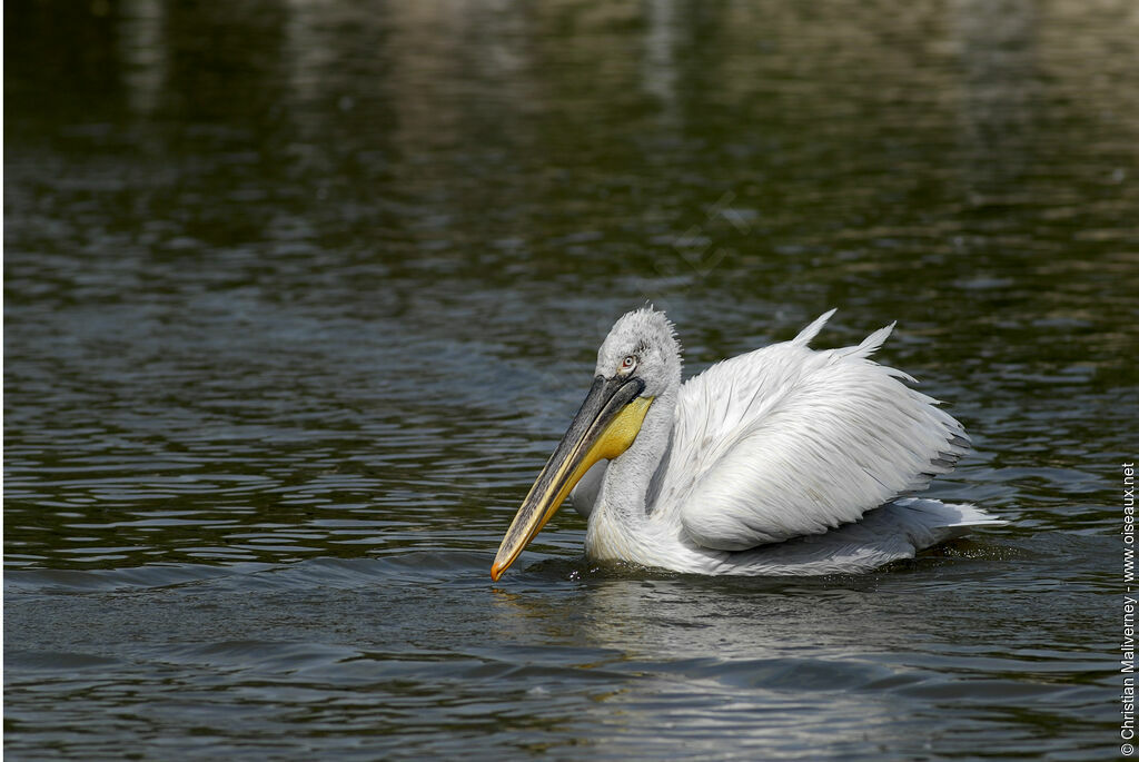 Dalmatian Pelicanadult, identification