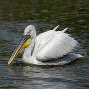 Dalmatian Pelican