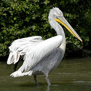 Dalmatian Pelican