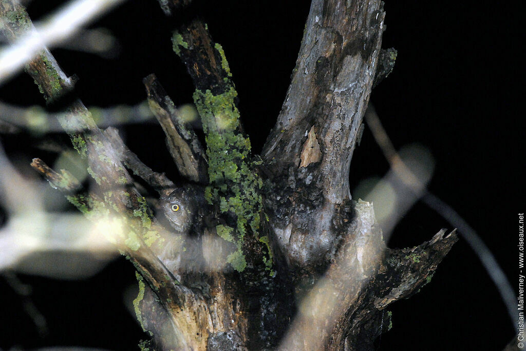 Eurasian Scops Owl male adult