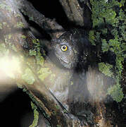 Eurasian Scops Owl