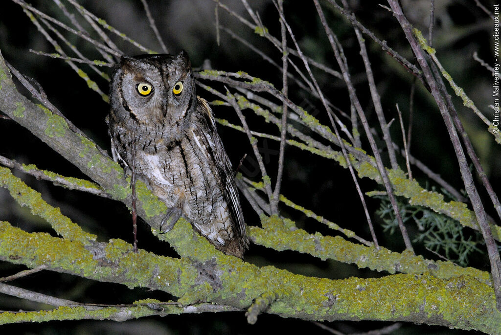 Eurasian Scops Owladult, identification