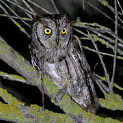 Eurasian Scops Owl