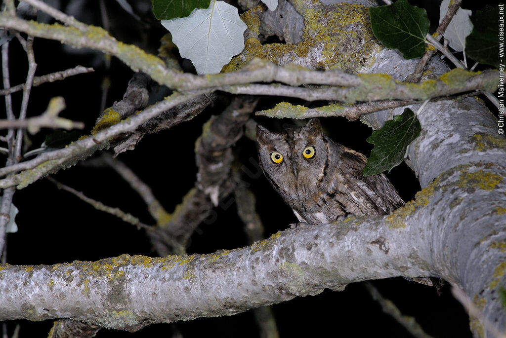 Eurasian Scops Owladult, identification