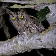 Petit-duc scops