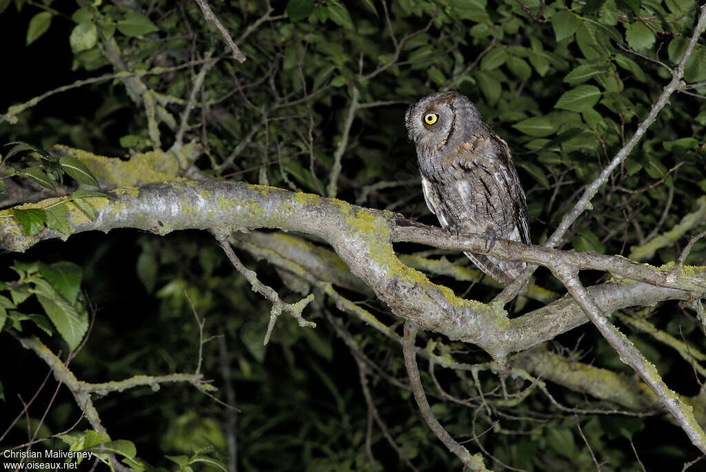 Eurasian Scops Owladult