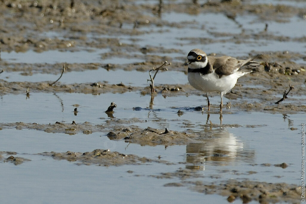 Little Ringed Plover male adult breeding