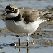 Little Ringed Plover